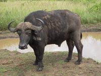 Wunderbare Tierbegegnungen Hluhluwe NP (7)