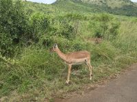 Wunderbare Tierbegegnungen Hluhluwe NP (11)