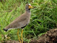 Wunderbare Tierbegegnungen Hluhluwe NP (18)