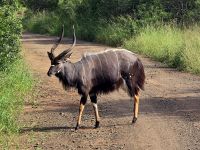 Wunderbare Tierbegegnungen Hluhluwe NP (38)