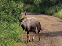 Wunderbare Tierbegegnungen Hluhluwe NP (39)