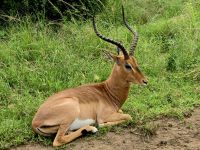 Wunderbare Tierbegegnungen Hluhluwe NP (40)