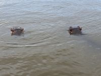 so nahe die Hippos (8)