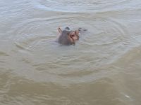 so nahe die Hippos (9)