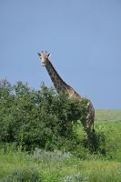 4. Tag - Etosha Nationalpark - Giraffe (7)