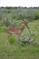 4. Tag - Etosha Nationalpark - Impala (2)