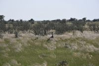 4. Tag - Etosha Nationalpark - Riesentrappe