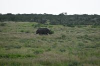 4. Tag - Etosha Nationalpark - Spitzmaulnashorn (2)