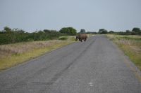 4. Tag - Etosha Nationalpark - Spitzmaulnashorn (3)