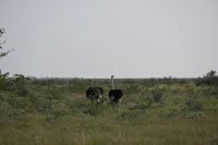 4. Tag - Etosha Nationalpark - Vogelstrauß