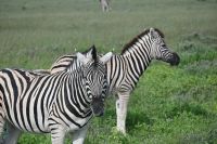 4. Tag - Etosha Nationalpark - Zebra (4)