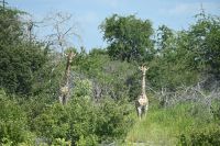 5. Tag - Etosha Nationalpark - Giraffe (1)