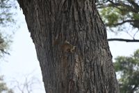 7. Tag - Divundu - Buffalo Park - Hörnchen