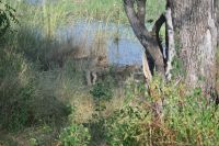 7. Tag - Divundu - Buffalo Park - Löwe (1)