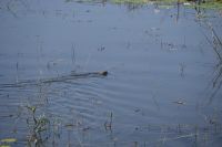 7. Tag - Divundu - Buffalo Park (13)