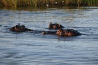 8. Tag - Bootsfahrt auf dem Kwando - Hippo (2)