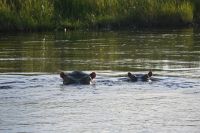 8. Tag - Bootsfahrt auf dem Kwando - Hippo (4)