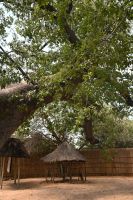 8. Tag - Kongola - Lebendiges Museum (4)