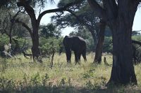 9. Tag - Bwabwata Park - Elefanten (1)