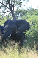 9. Tag - Bwabwata Park - Elefanten (3)