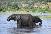 10. Tag - Chobe Nationalpark - Elefant (16)