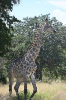 10. Tag - Chobe Nationalpark - Giraffen (1)