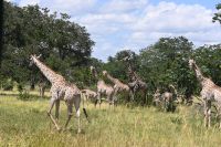 10. Tag - Chobe Nationalpark - Giraffen (3)