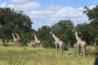 10. Tag - Chobe Nationalpark - Giraffen (4)