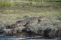 10. Tag - Chobe Nationalpark - Krokodil