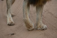 10. Tag - Chobe Nationalpark - Löwe (4)