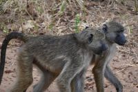 10. Tag - Chobe Nationalpark - Pawian (2)