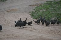 10. Tag - Chobe Nationalpark - Perlhuhn