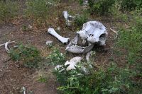 10. Tag - Chobe Nationalpark - Skelett eines Elefanten