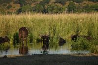 10. Tag - Chobe Nationalpark - Wasserbüffel (2)