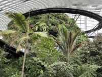 Cloud Forest, Gardens by the Bay, Singapur.jpeg
