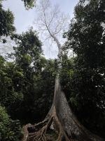 Baum, Wanderung, Taman Negara, Malaysia.jpeg