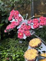 Schmetterlingshaus, Flughafen, Singapur.jpeg