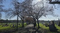 The Meadows
