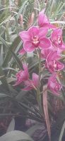Pantropica