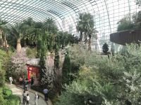 Singapur, Flower Dome, eine Sonderschau zur Kirschblüte lässt die Halle erstrahlen.