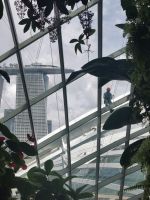 Singapur, Cloud Forest, die Konstruktion wird regelmäßig gewartet. 