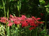 Singapur, der Botanische Garten