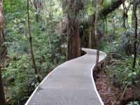 Waipoua Wald, auf sauberen Sohlen entlang dieses Weges