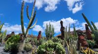 Jardin de Cactus