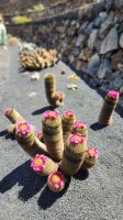Jardin de Cactus