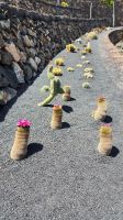 Jardin de Cactus