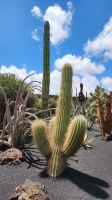 Jardin de Cactus