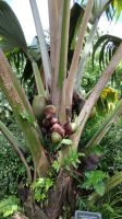Im Botanischen Garten auf Mahe