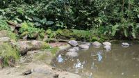 Hier sind die echten Schildkröten