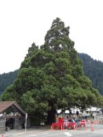 Queenstown, seit 1874 stehen diese beiden Wellingtonia Giant Sequoia hier.